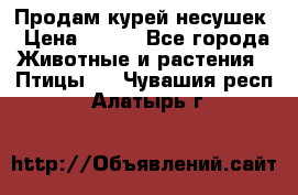 Продам курей несушек › Цена ­ 350 - Все города Животные и растения » Птицы   . Чувашия респ.,Алатырь г.